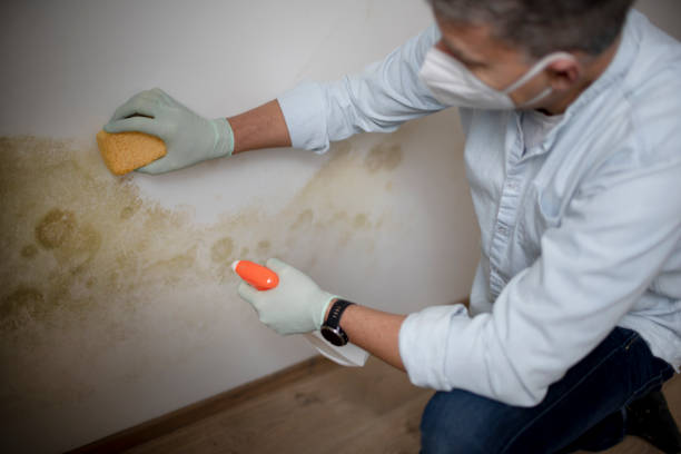 Professional Mold Remediation in Fort Branch, IN
